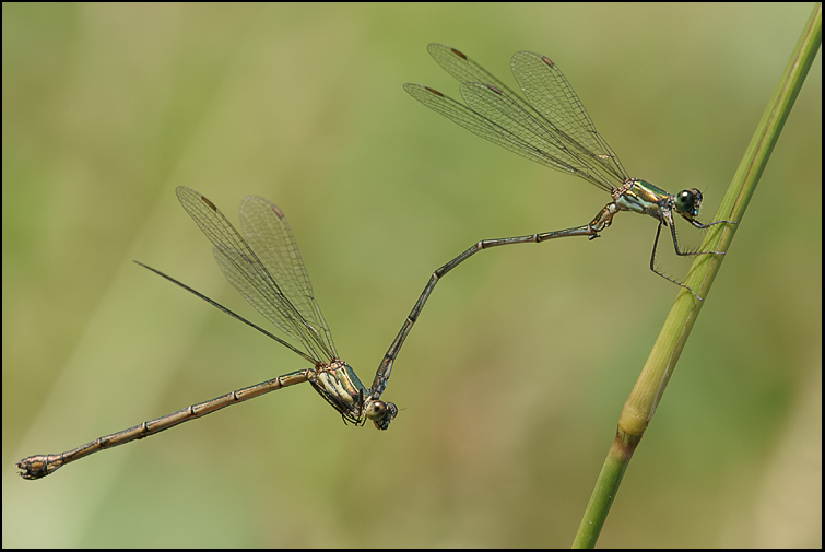 Chalcolestes parvidens